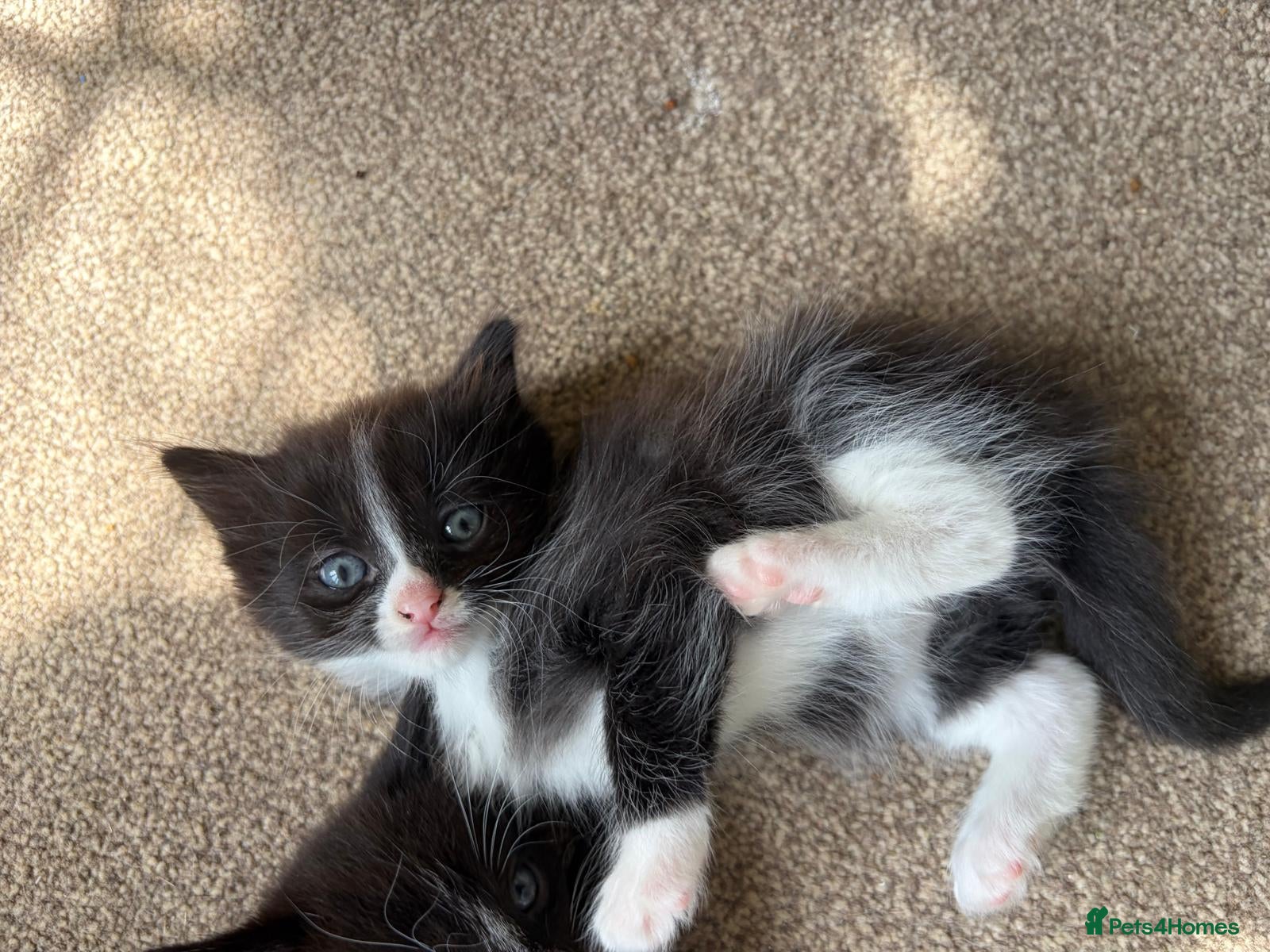 Mixed Breed cats 8Week Black Tuxedo Kitten - Advert 4