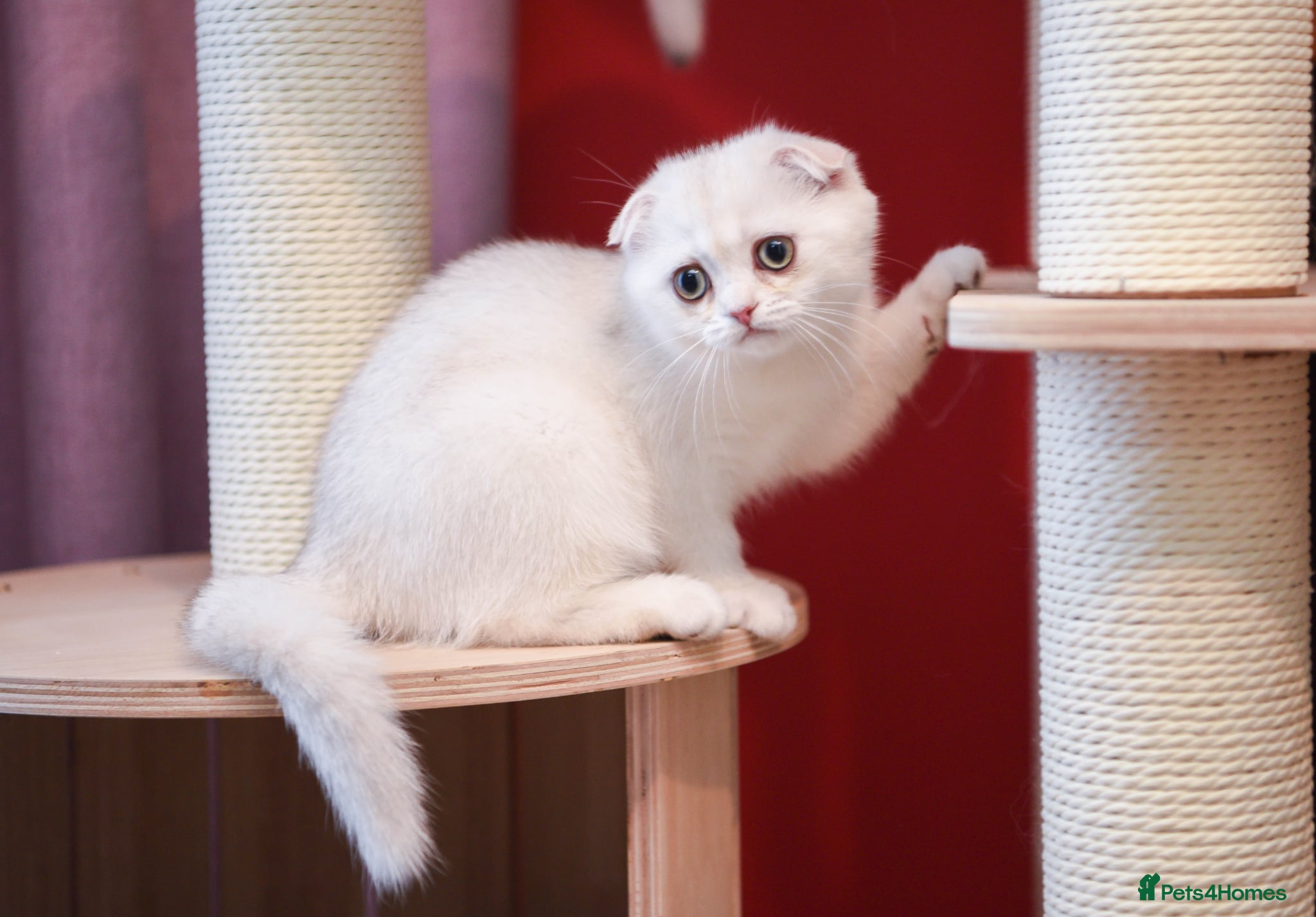 Scottish Fold cats Scottish fold and straight girls - Advert 1