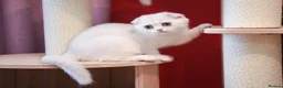 Scottish Fold cats for sale: Scottish fold and straight girls - Advert 6