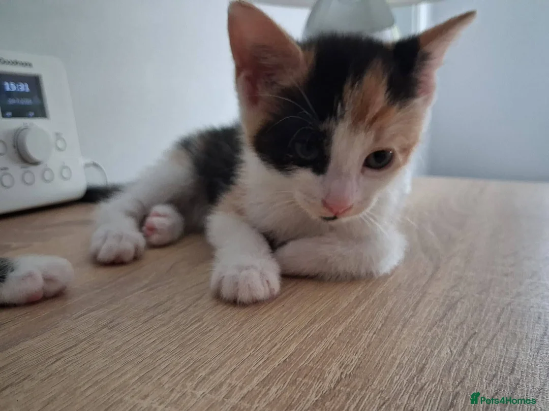 Mixed Breed cats for adoption: Boo for adoption - Advert 2