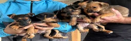 Mixed Breed dogs for sale: Jack Russell x boarder terrier  in Radstock - Advert 2