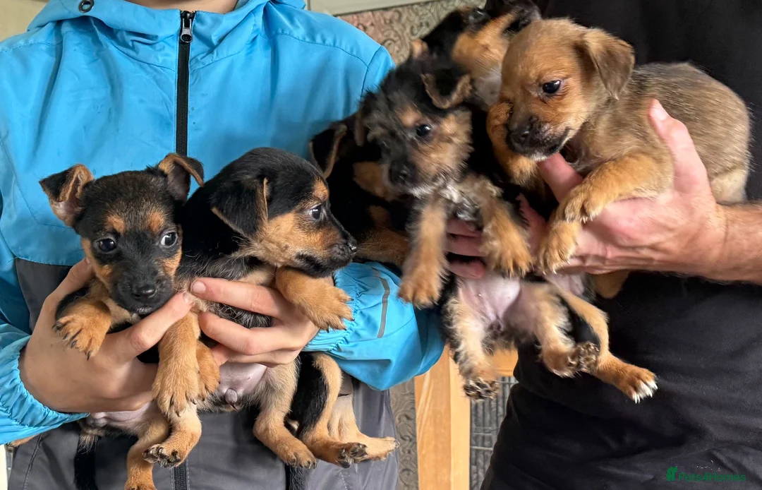 Mixed Breed dogs for sale: Jack Russell x boarder terrier  in Radstock - Advert 2