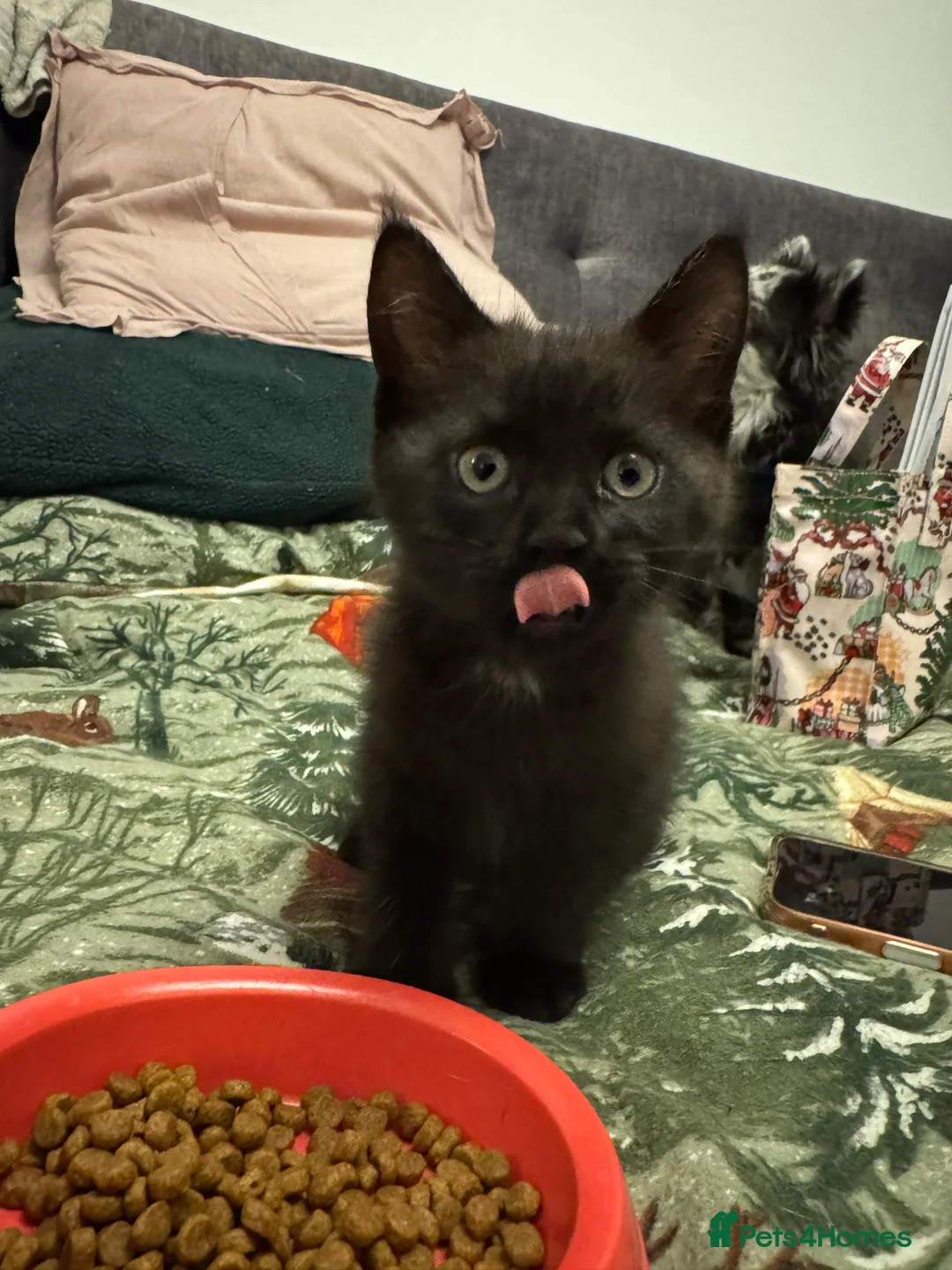 Mixed Breed cats for sale: Half mainecoon half moggy girl in Ivybridge - Advert 2