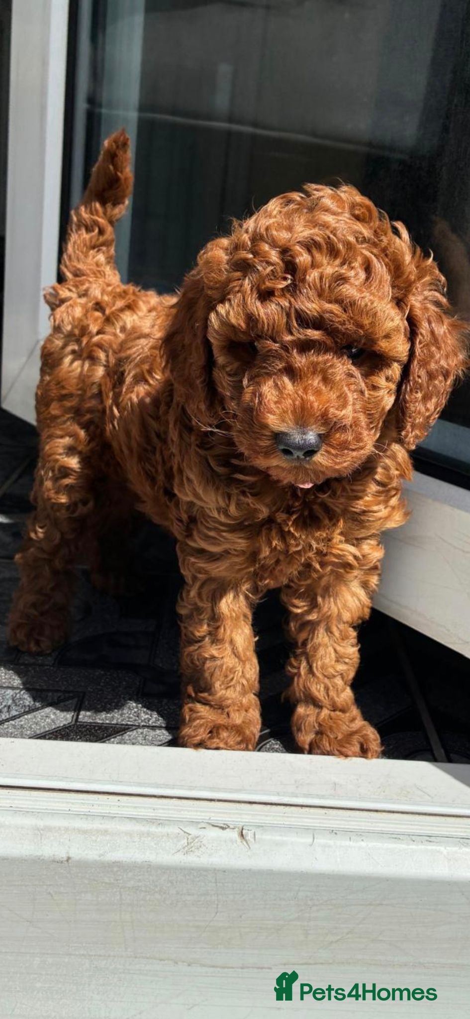 Cockapoo dogs Red F1B Toy Cockapoo's - Advert 1