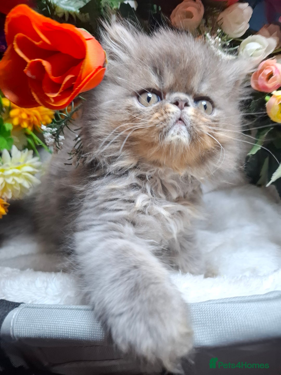 Persian cats for sale: Two beautiful boy kittens  - Image 16