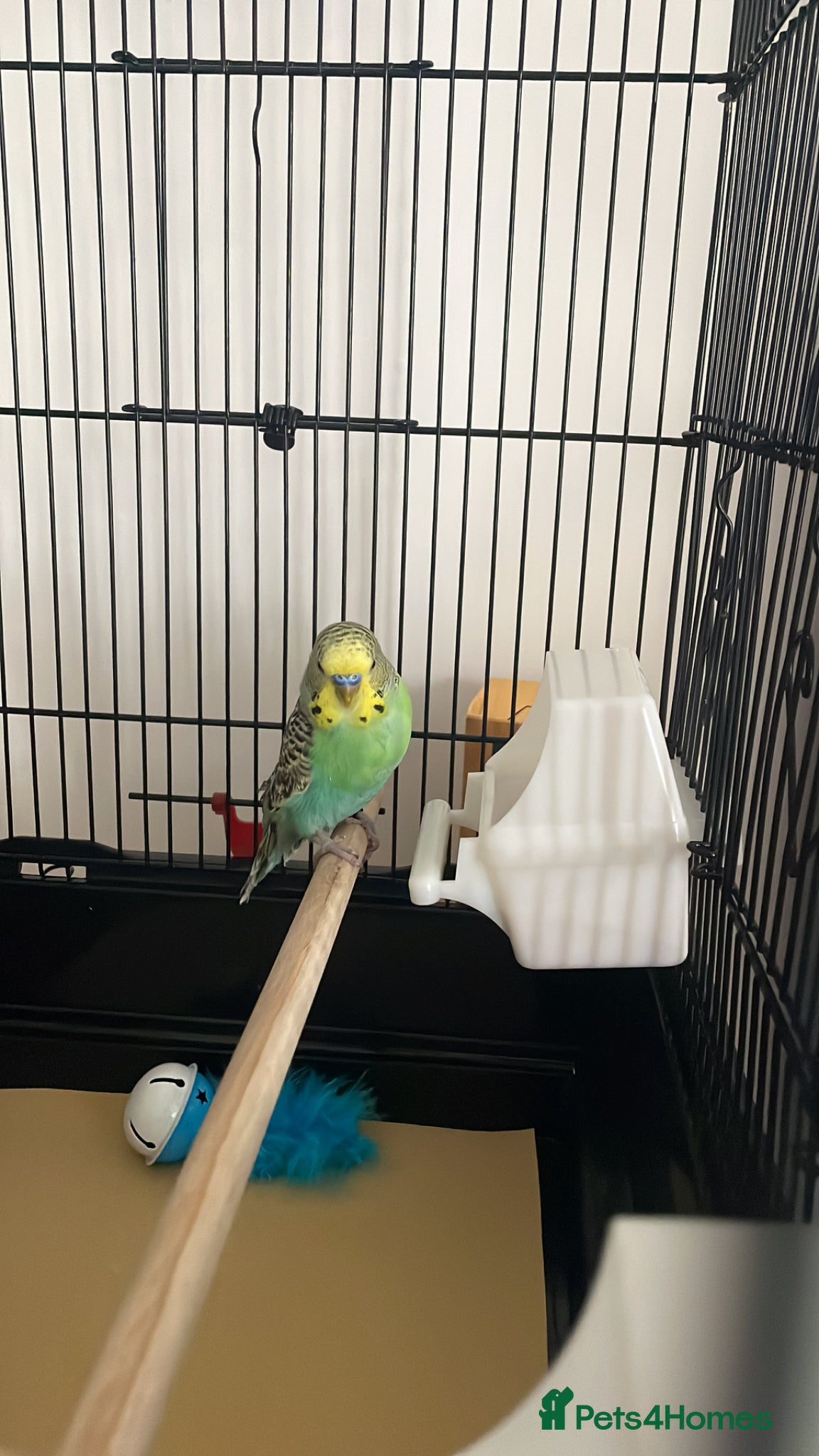 Budgerigars birds Male budgie  - Advert 3