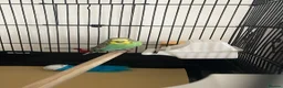 Budgerigars birds for sale: Male budgie  in Hailsham - Advert 1