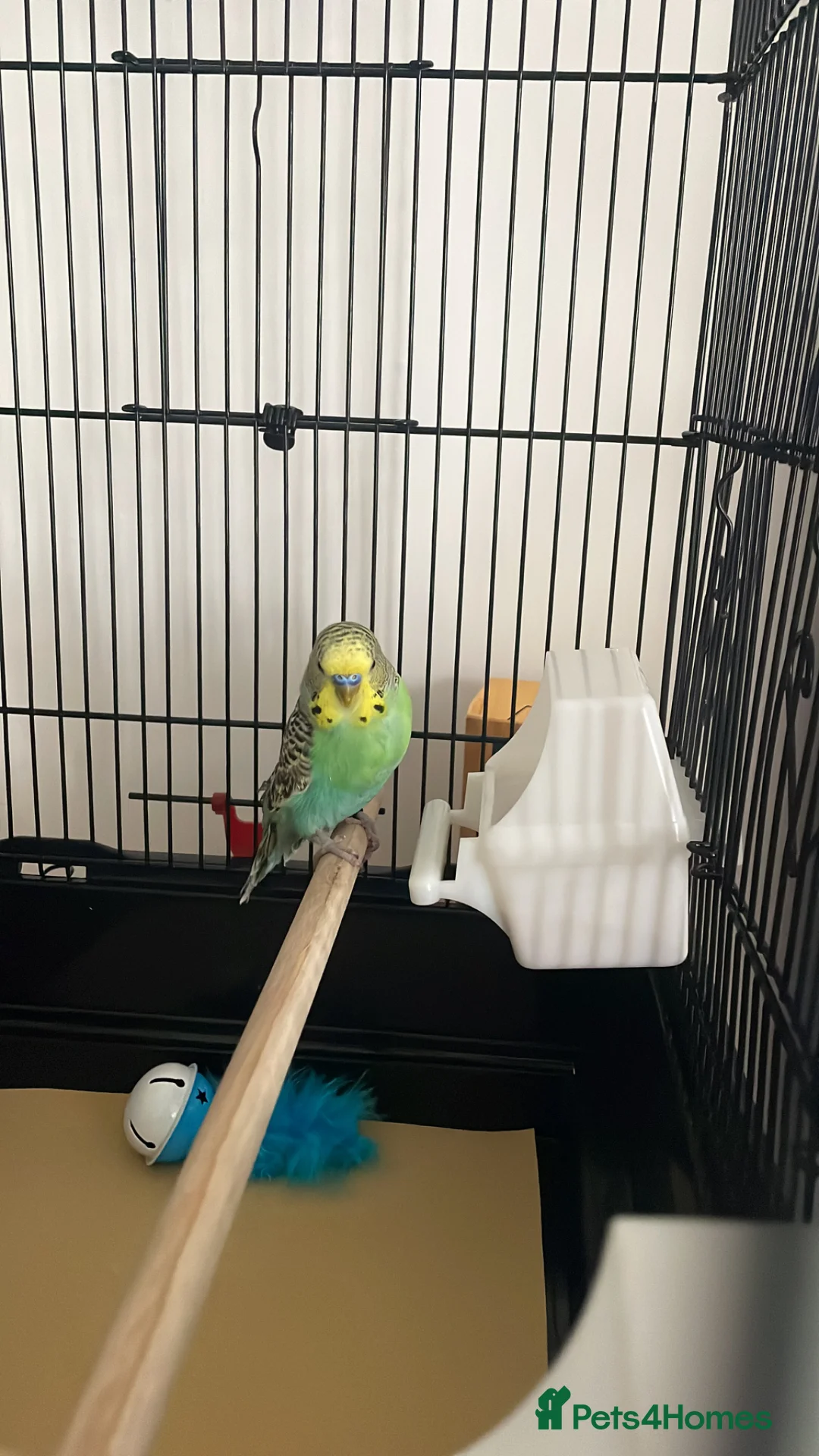 Budgerigars birds for sale: Male budgie  in Hailsham - Advert 1