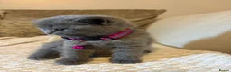 British Shorthair cats for sale: British shorthair kittens  in London - Advert 8