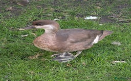Chickens poultry for sale: Pair of Pochards and Pair of Shell ducks - Image 2