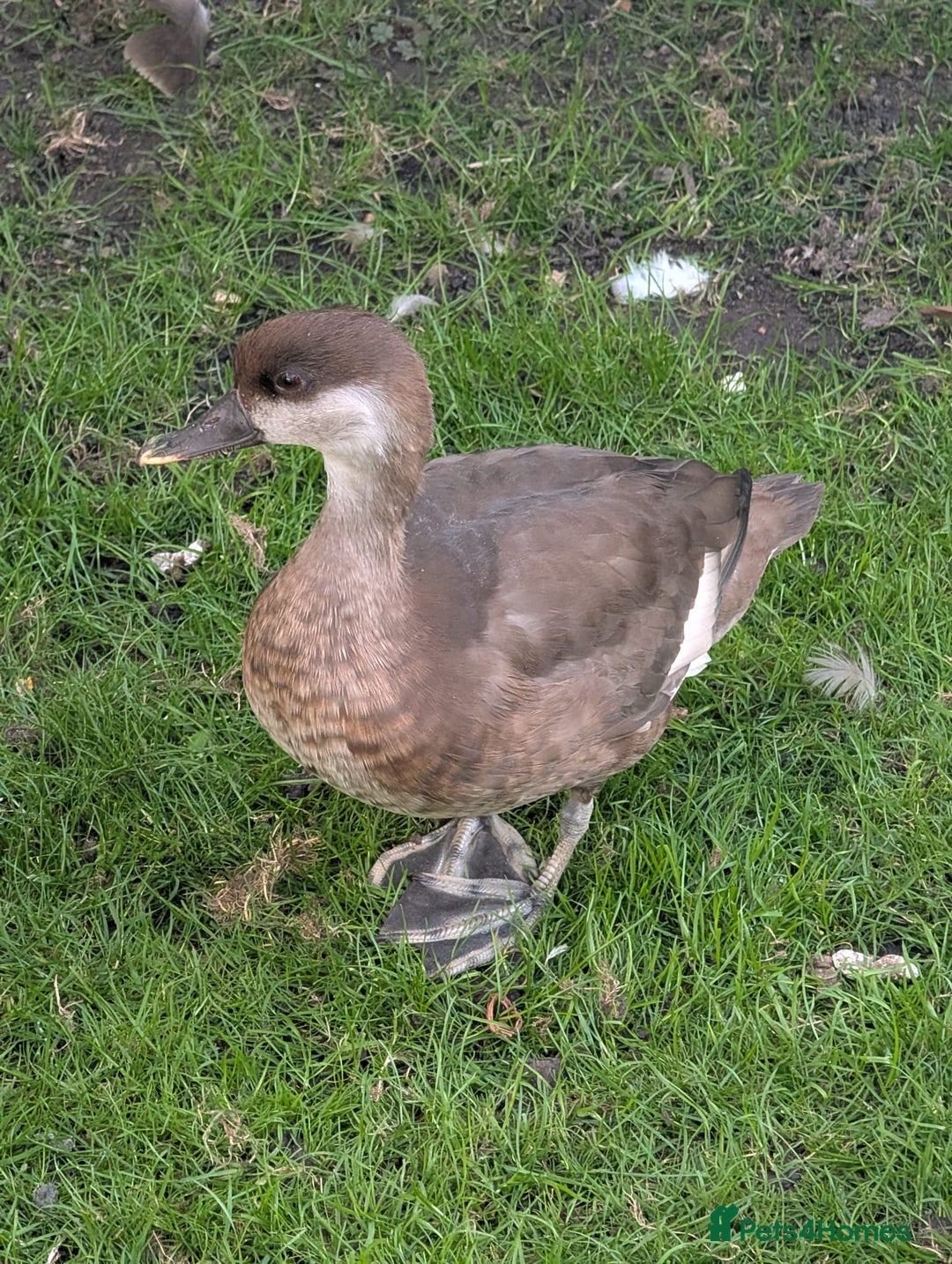 Chickens poultry for sale: Pair of Pochards and Pair of Shell ducks - Image 2