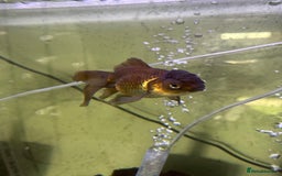 Fancy Goldfish fish for sale: 9 fancy goldfish for sale  - Image 10