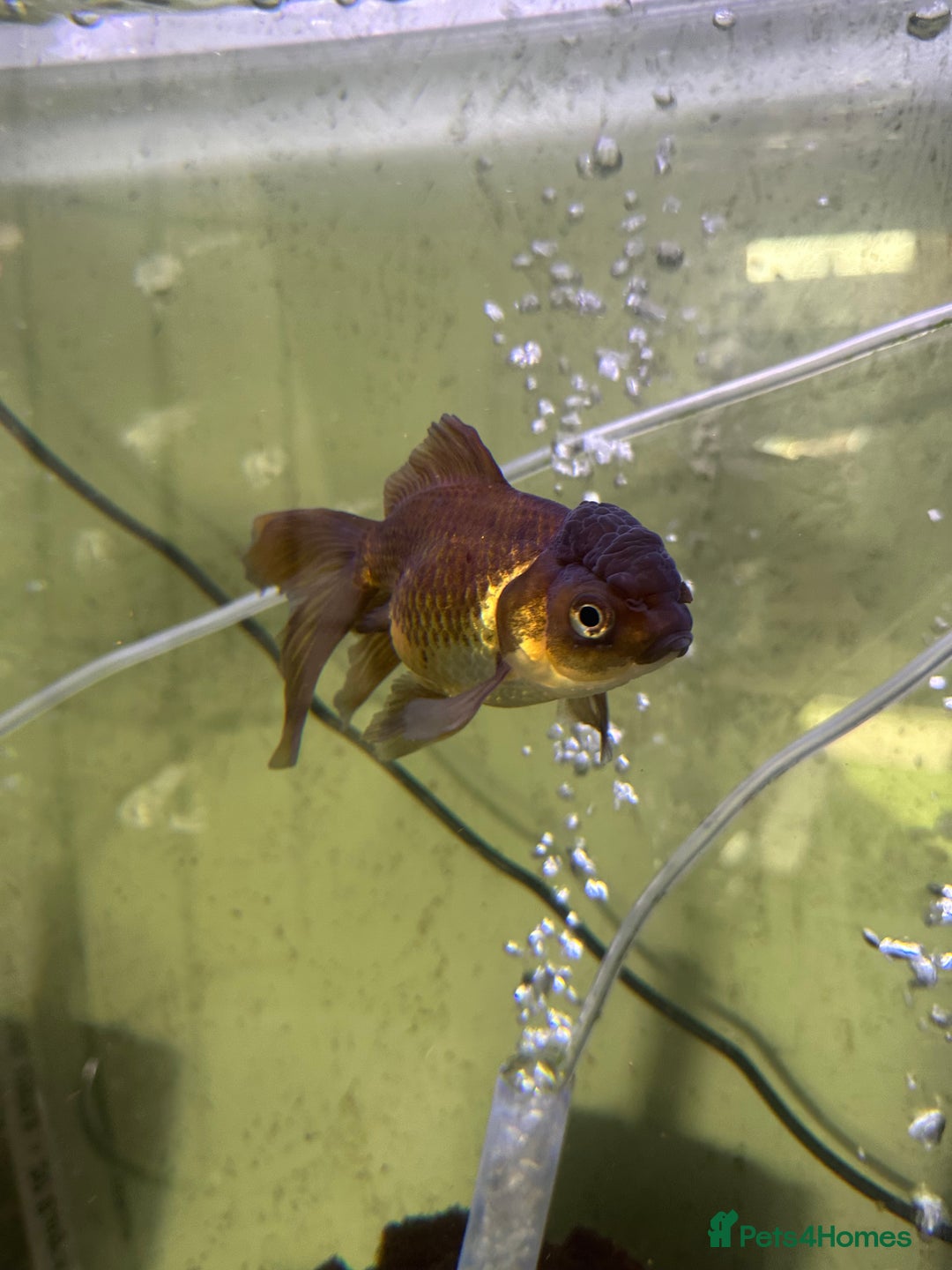 Fancy Goldfish fish for sale: 9 fancy goldfish for sale  - Image 10