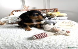Miniature Dachshund dogs for sale: 𝕃𝕠𝕟𝕘 𝕙𝕒𝕚𝕣 𝕞𝕚𝕟𝕚 𝔻𝕒𝕔𝕙𝕤𝕙𝕦𝕟𝕕𝕤 - Image 13