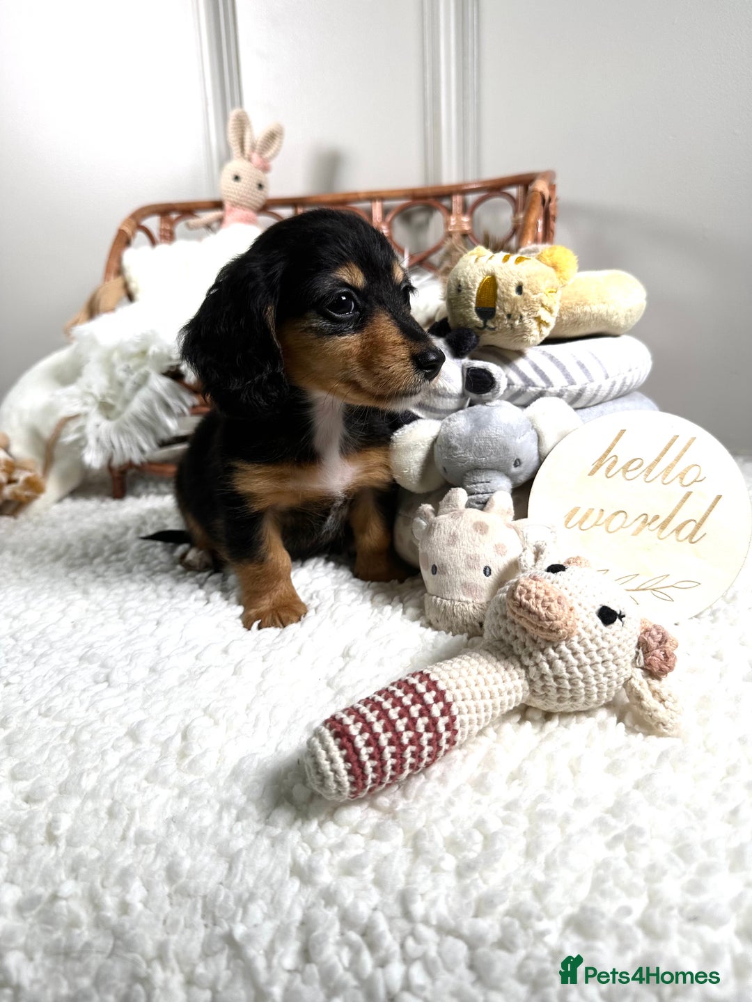 Miniature Dachshund dogs for sale: 𝕃𝕠𝕟𝕘 𝕙𝕒𝕚𝕣 𝕞𝕚𝕟𝕚 𝔻𝕒𝕔𝕙𝕤𝕙𝕦𝕟𝕕𝕤 - Image 13