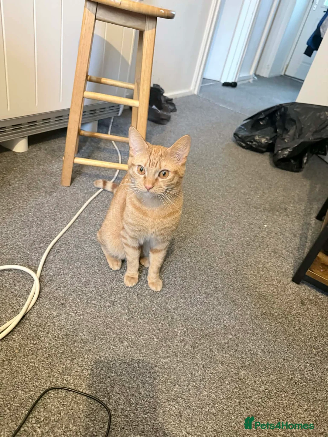 Mixed Breed cats for sale: 1 boy and 2 girls - please read description in Southampton - Advert 6