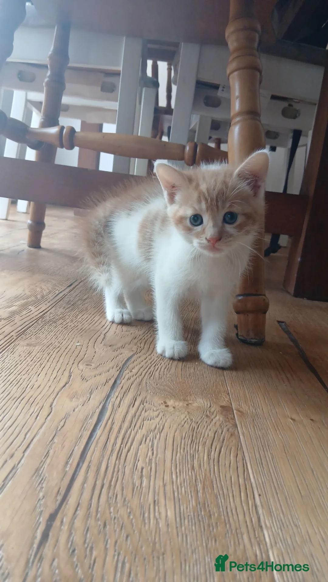 Mixed Breed cats for sale: 4 playful kittens in Uckfield - Advert 2