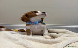 Cavalier King Charles Spaniel dogs for sale: Extensively health tested parent cavalier puppy’s  - Image 25