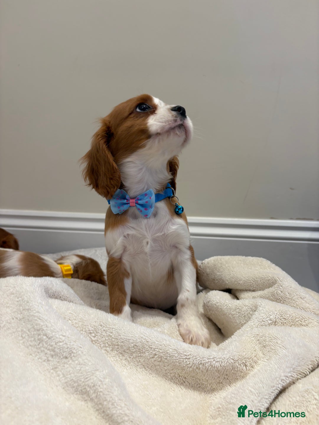 Cavalier King Charles Spaniel dogs for sale: Extensively health tested parent cavalier puppy’s  - Image 25