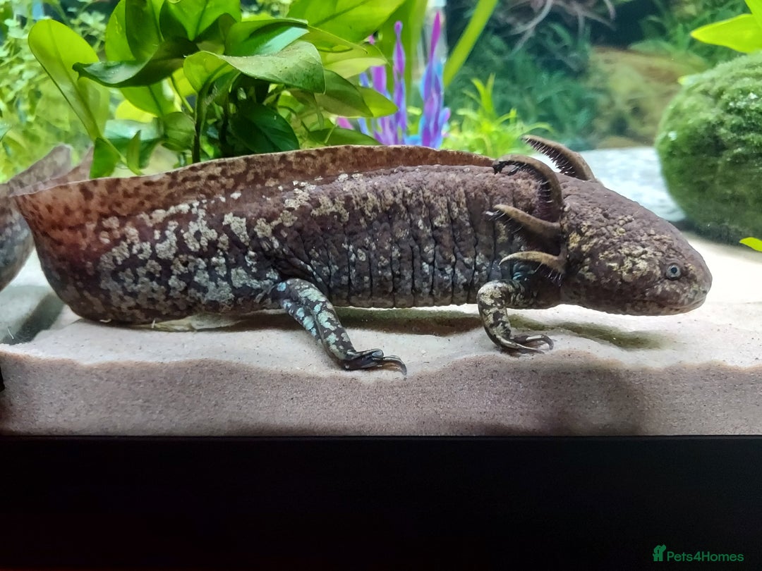 Axolotl reptiles for sale: Two healthy male axolotls, leucisistic and Wild - Advert 5