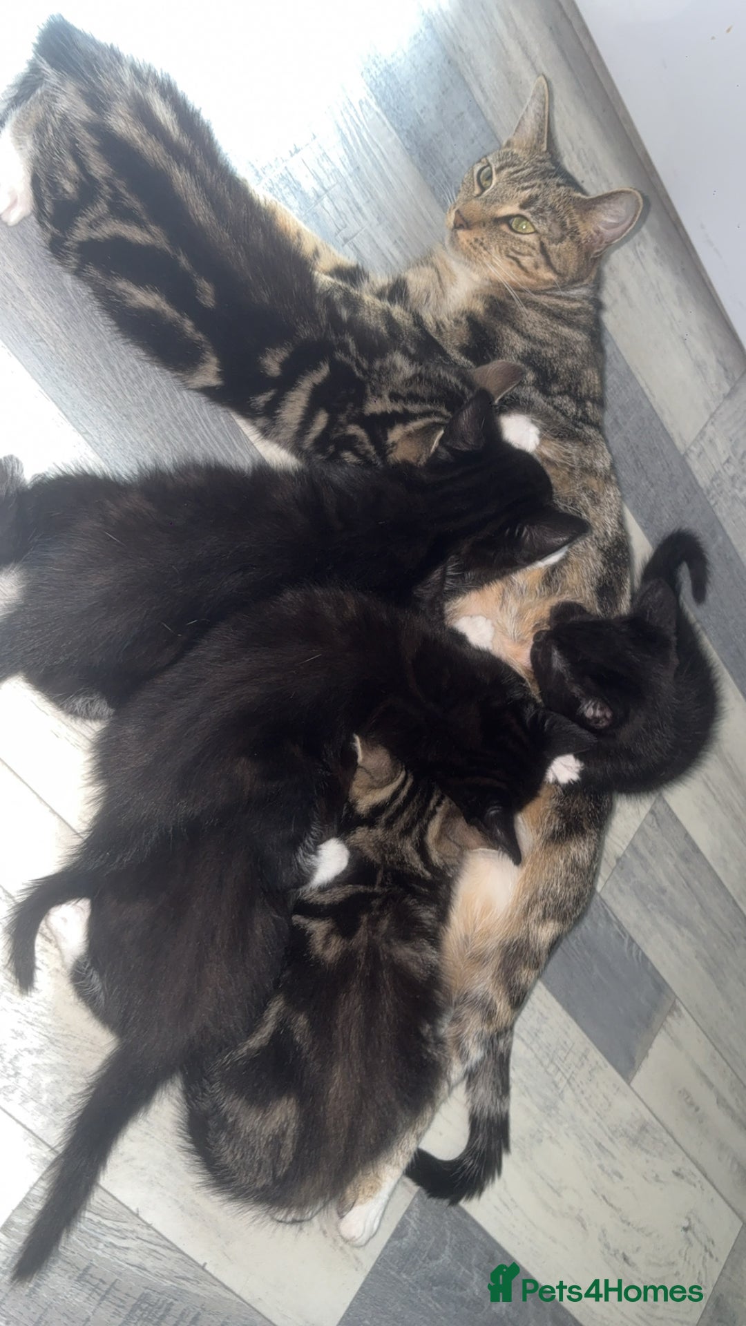 Mixed Breed cats for sale: Mixed breed  - Image 2