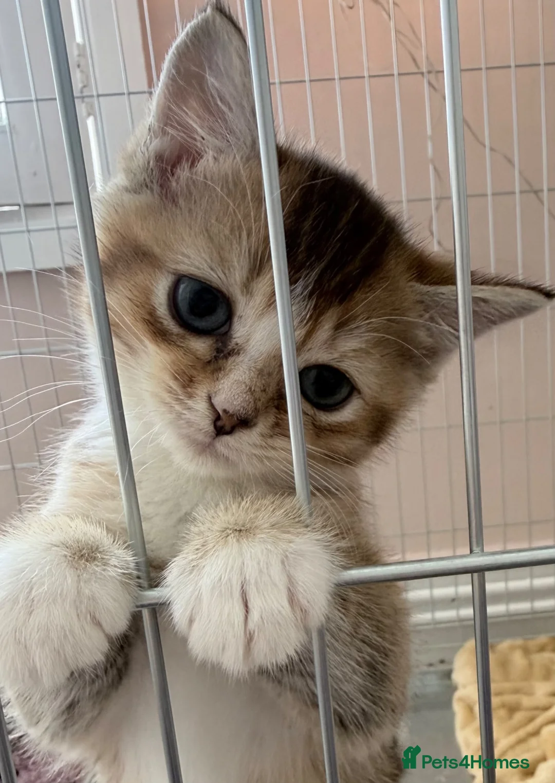 British Shorthair cats for sale: Scottish straight mum and kitten to go together  - Advert 2