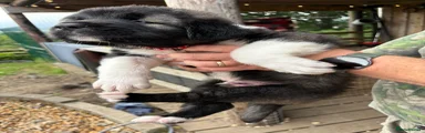Caucasian Shepherd Dog 1