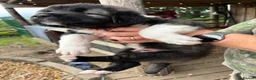 Caucasian Shepherd Dog dogs for sale: Coming soon! 11 pure bred Caucasian Shepherd pups. in Beith - Advert 2