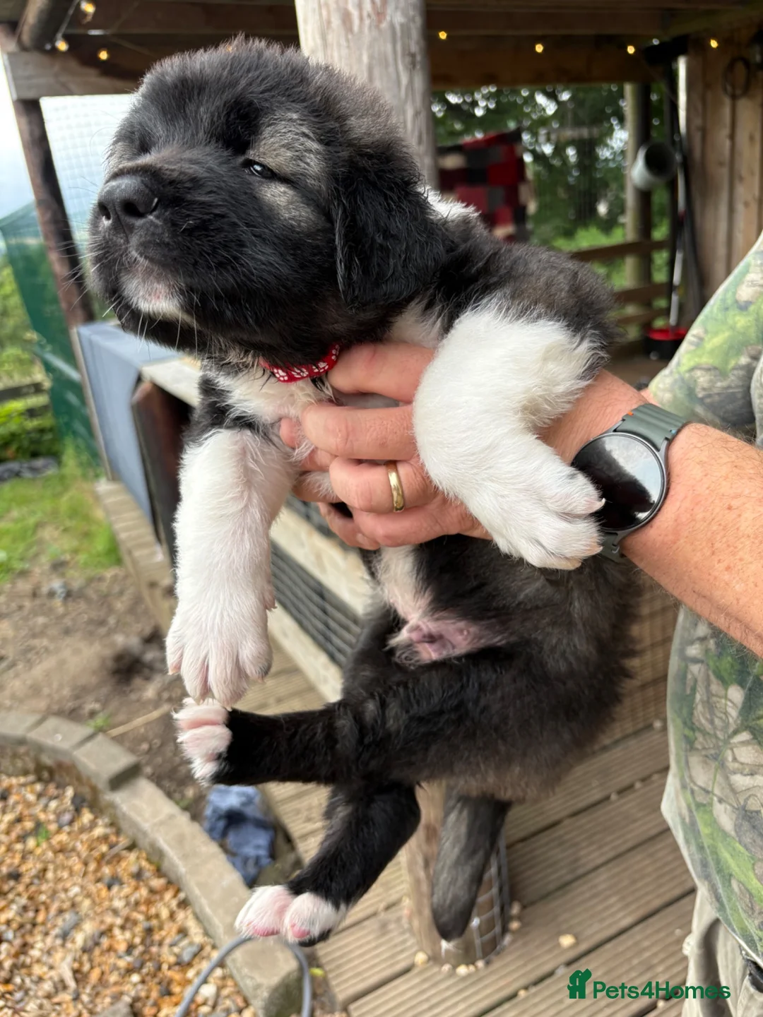 Caucasian Shepherd Dog dogs for sale: Coming soon! 11 pure bred Caucasian Shepherd pups. in Beith - Advert 2