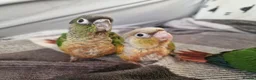 Conures birds for sale: Beautiful fully hand reared conures  - Advert 3