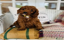 Cavapoo dogs for sale: Adorable Health Tested Cavapoo Puppies - Image 9
