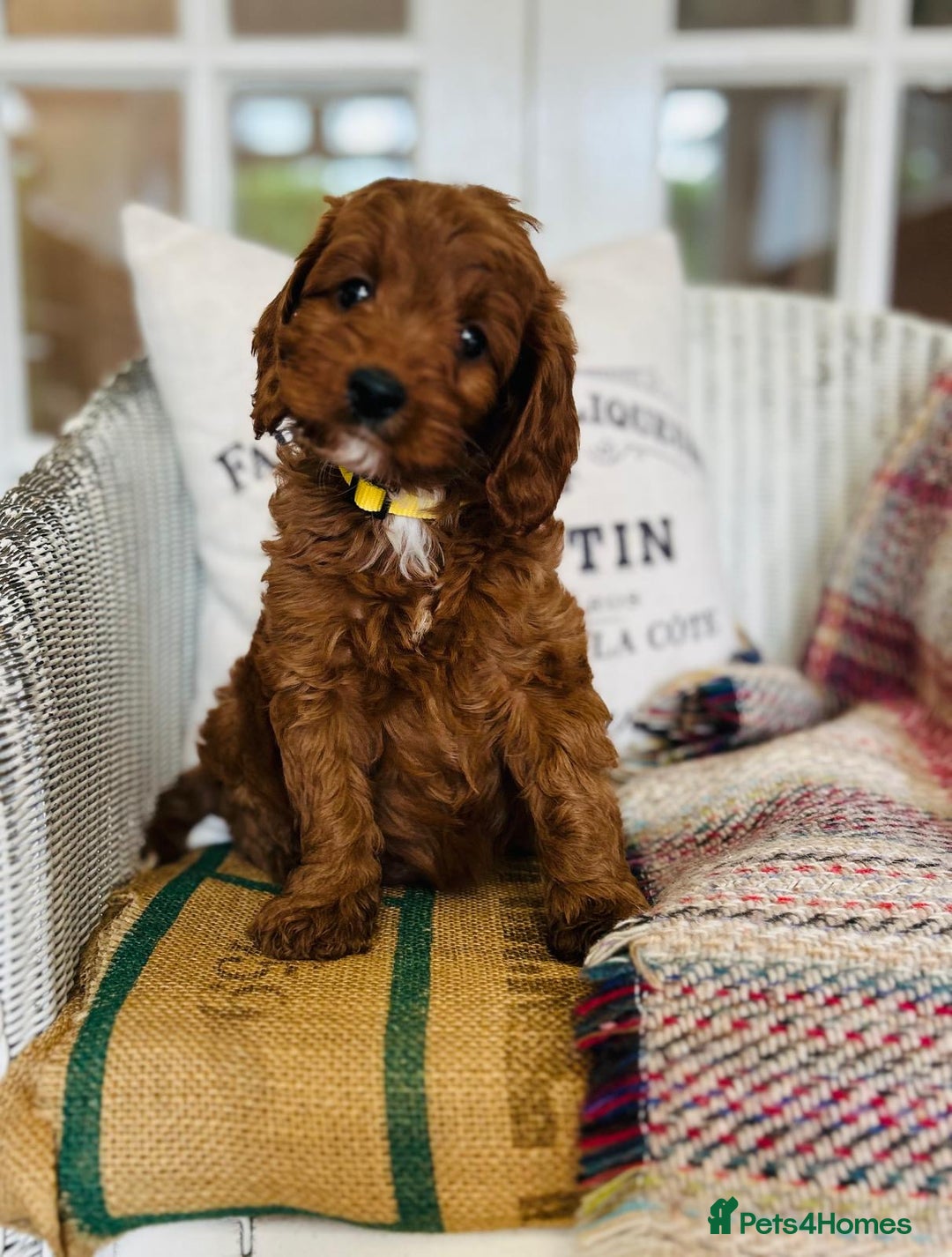 Cavapoo dogs for sale: Adorable Health Tested Cavapoo Puppies - Image 9