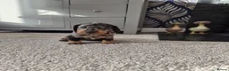 Dachshund dogs for sale: KC Wirehaired standard Dachshund puppies - Advert 9