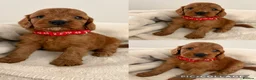 Cockapoo dogs for sale: Health Tested Fox Red Cockapoos - Advert 6