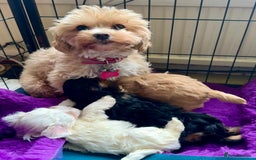 Maltipoo dogs for sale: Exquisitely Adorable Toy Maltipoo Puppies  - Image 6