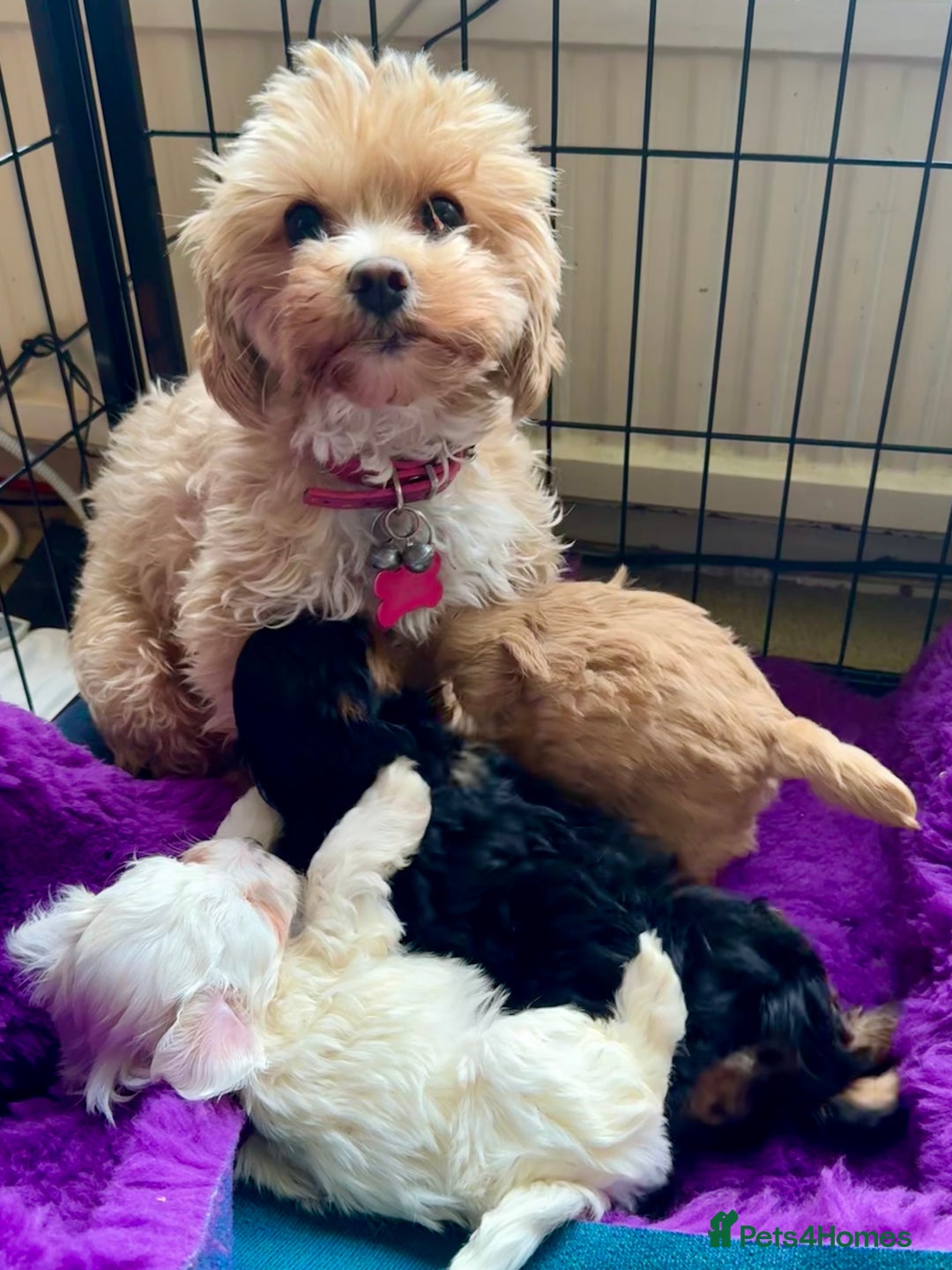 Maltipoo dogs for sale: Exquisitely Adorable Toy Maltipoo Puppies  - Image 6