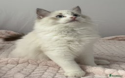 Ragdoll cats for sale: Playful Pedigree Ragdoll Kittens Available - Image 7