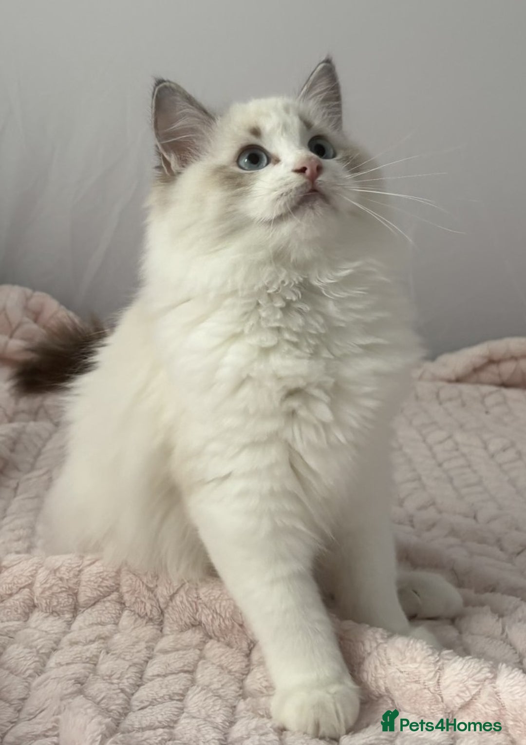Ragdoll cats for sale: Playful Pedigree Ragdoll Kittens Available - Image 7