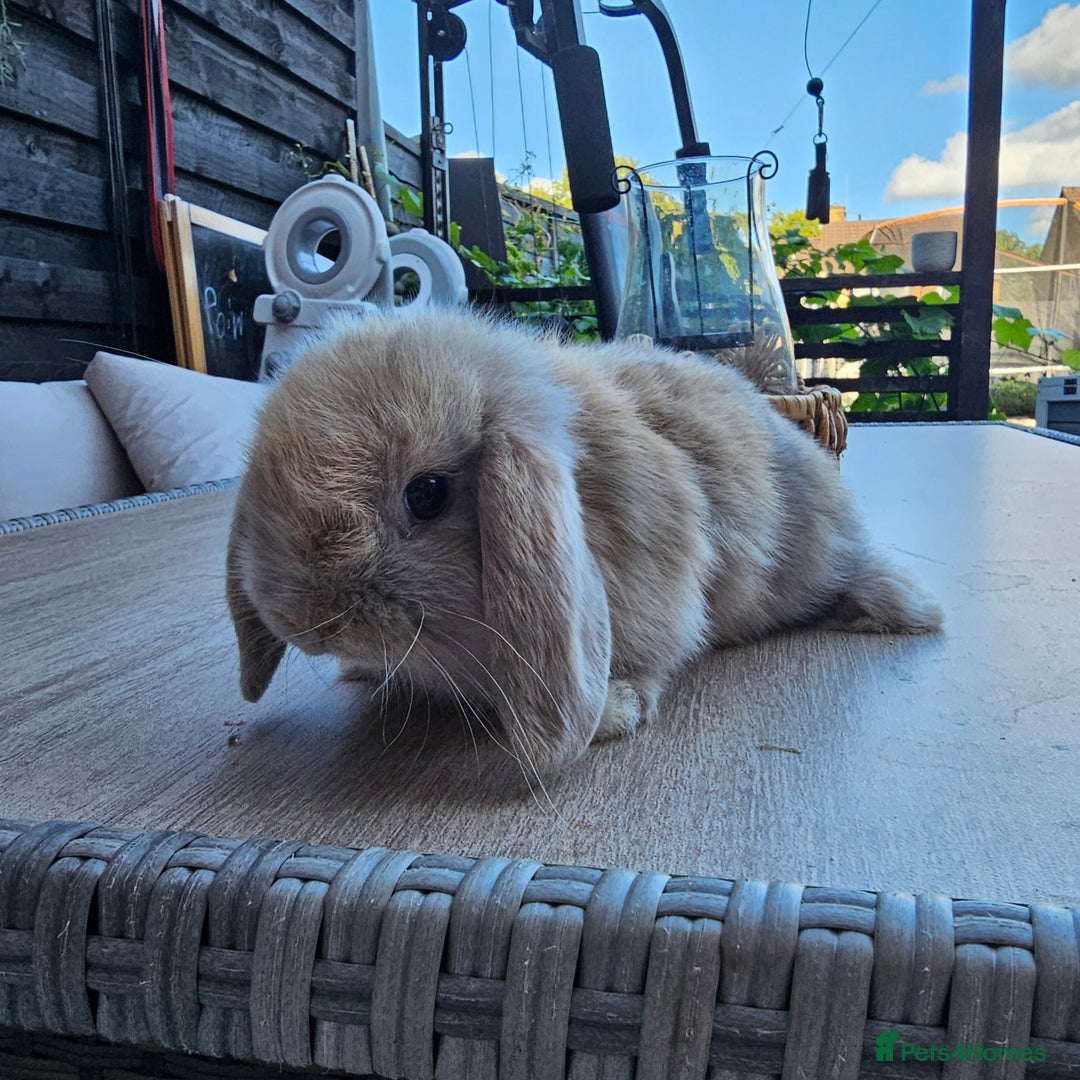 Mini Lop rabbits for sale: Mini lops for sale pure  - Image 2