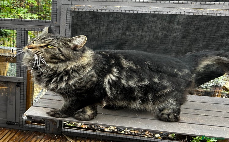 Maine Coon cats in Robertsbridge - Advert 1