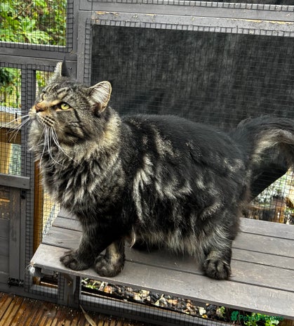 Maine Coon cats in Robertsbridge - Advert 10