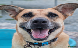 German Shepherd dogs for adoption: Kerry - the unluckiest dog at 2nd Chance - Image 7
