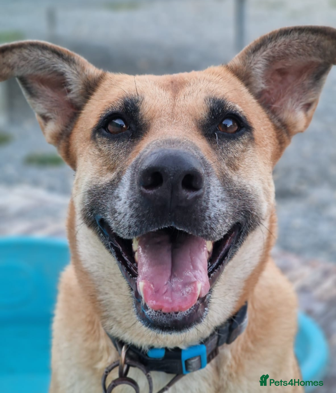 German Shepherd dogs for adoption: Kerry - the unluckiest dog at 2nd Chance - Image 7