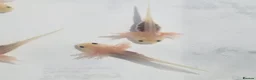 Axolotl reptiles for sale: Baby albino axolotls  - Advert 1