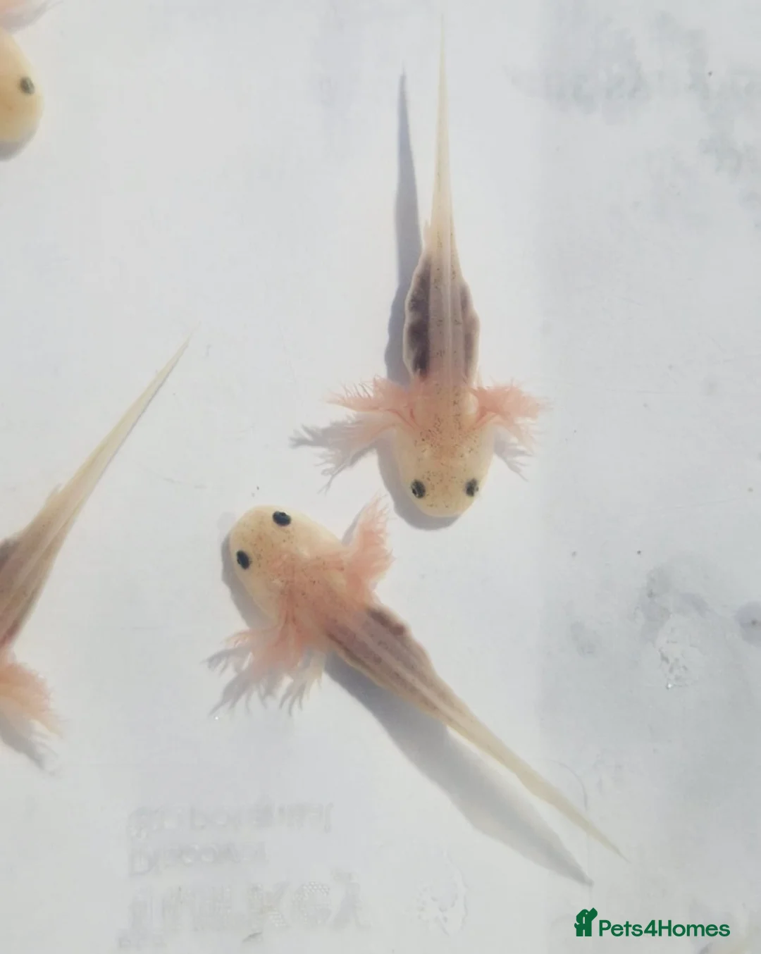 Axolotl reptiles for sale: Baby albino axolotls  - Advert 1