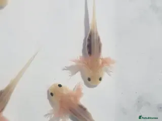 Axolotl reptiles Baby albino axolotls - Advert 1