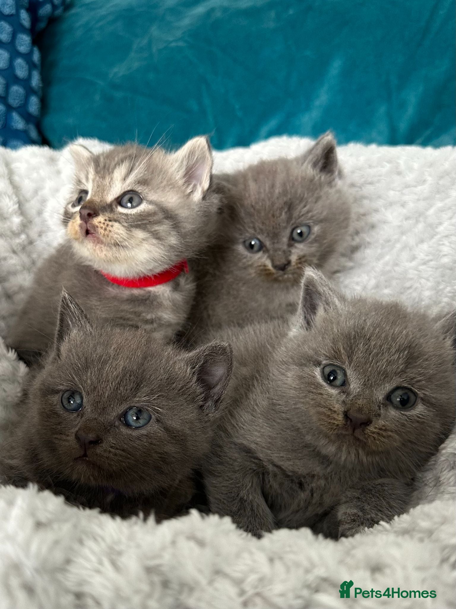 British Shorthair cats Beautiful British Shorthair 2 Boys and 2 Girls - Advert 2
