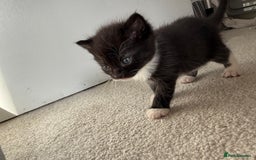 Bombay cats for sale: 3 male 1 female bombay x kittens  - Image 7