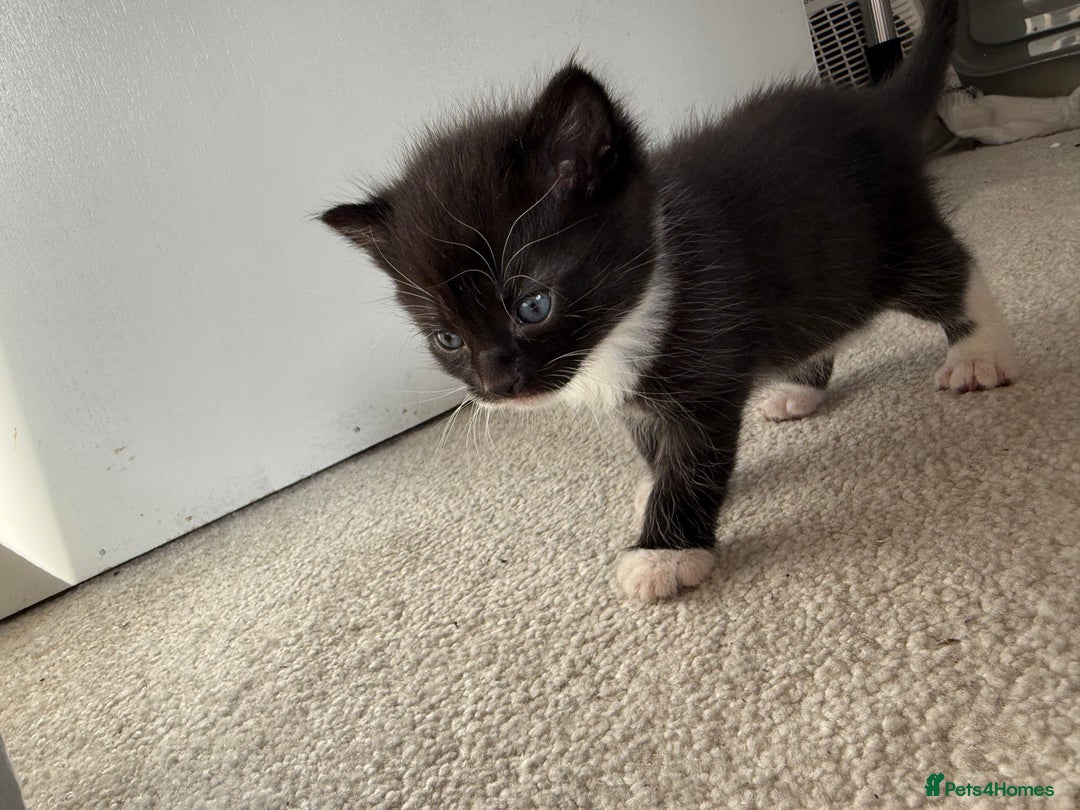 Bombay cats for sale: 3 male 1 female bombay x kittens  - Image 7