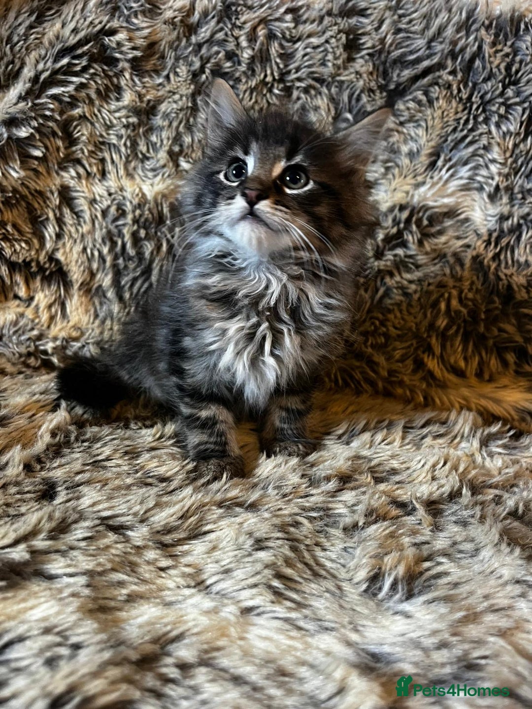 Maine Coon cats for sale: Maine coon kittens - Image 11